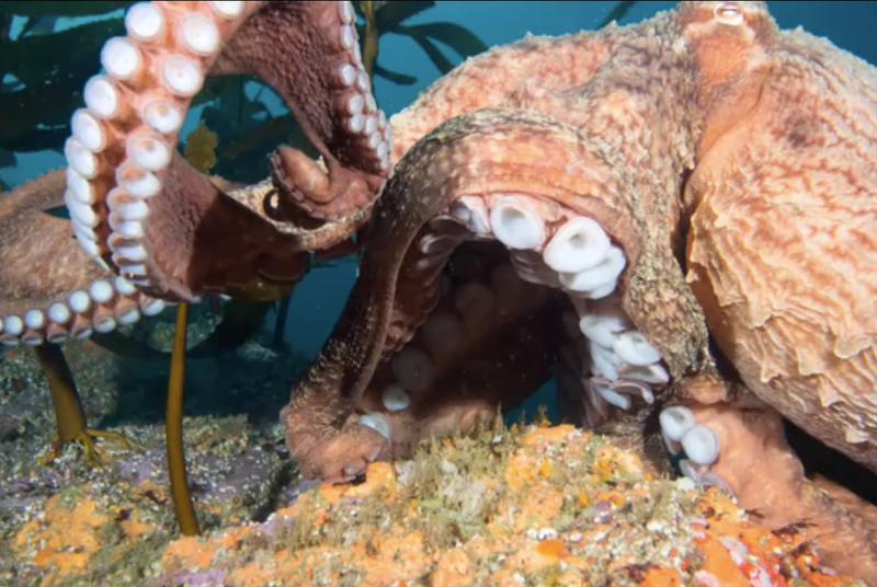Illustration for article titled What it looks like when an octopus decides to steal your camera.